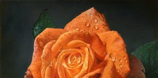 Delicate hyper-realistic paintings of roses by Gioacchino Passini