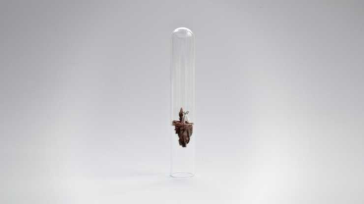 Miniature Worlds Encased In Test Tubes by Rosa de Jong