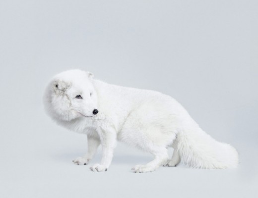 Majestic Animal Portraits by Randal Ford