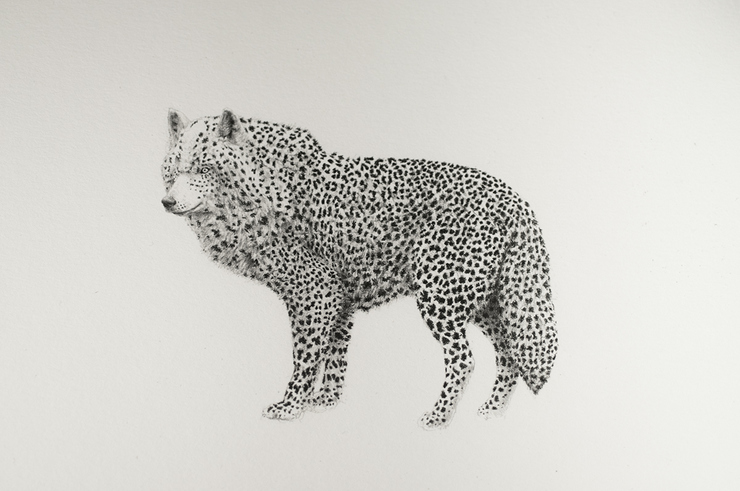 Bestiary of Improbable Animals by Mateo Pizarro