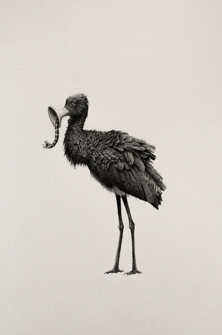 Bestiary of Improbable Animals by Mateo Pizarro