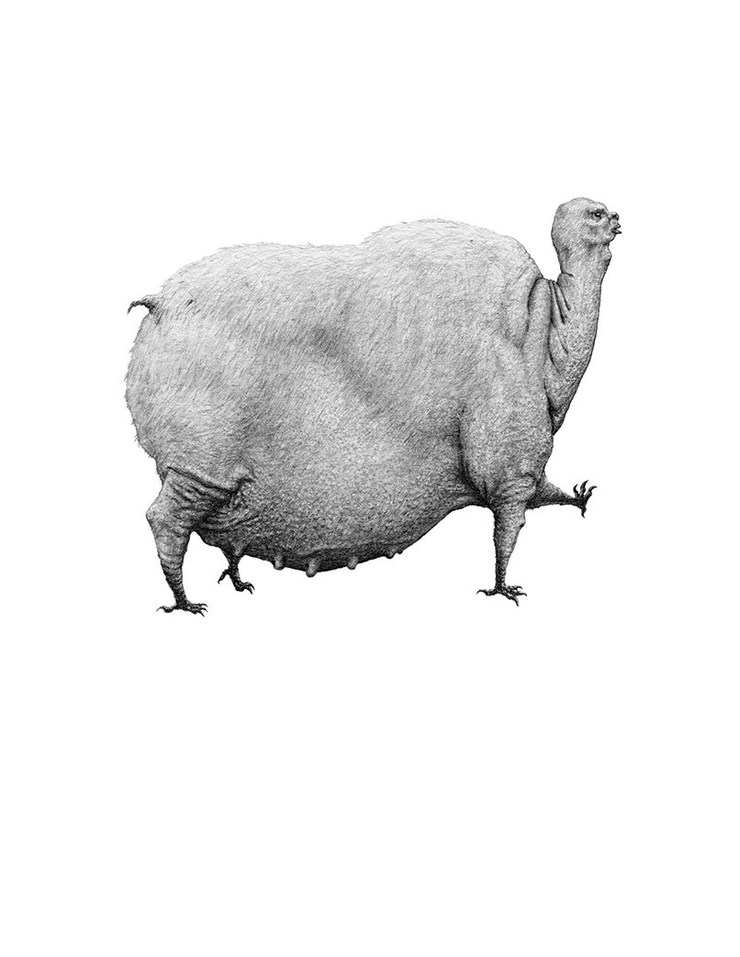 Bestiary of Improbable Animals by Mateo Pizarro