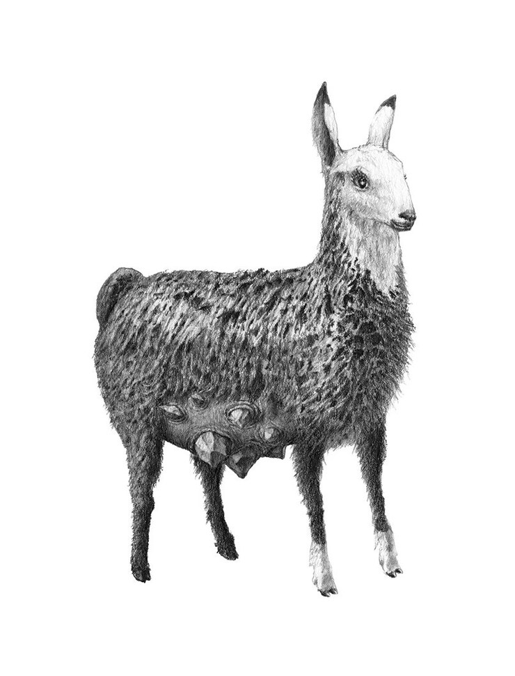 Bestiary of Improbable Animals by Mateo Pizarro