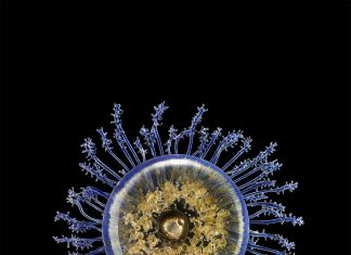 BLASCHKA’S HIGHLY DETAILED BIOLOGICAL GLASS MODELS PHOTOGRAPHED BY GUIDO MOCAFICO