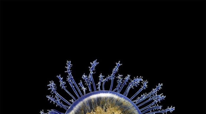 BLASCHKA’S HIGHLY DETAILED BIOLOGICAL GLASS MODELS PHOTOGRAPHED BY GUIDO MOCAFICO