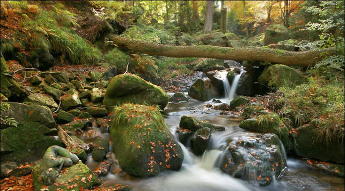 Metamorphoses - Hidden Human Bodies Into Natural Landscapes