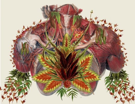 Surreal Anatomical Collages Fused With Flowers By Travis Bedel
