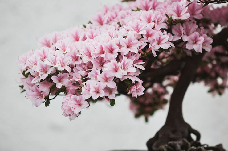 The Beauty And Diversity Of Bonsai Trees Documented By Stephen Voss