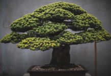 The Beauty And Diversity Of Bonsai Trees Documented By Stephen Voss