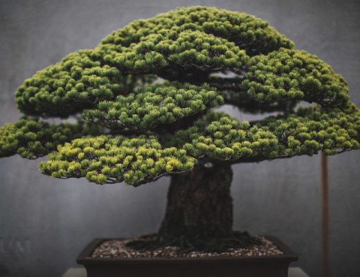 The Beauty And Diversity Of Bonsai Trees Documented By Stephen Voss