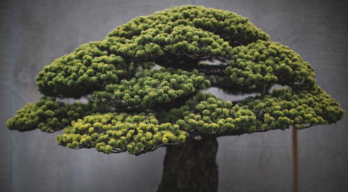 The Beauty And Diversity Of Bonsai Trees Documented By Stephen Voss