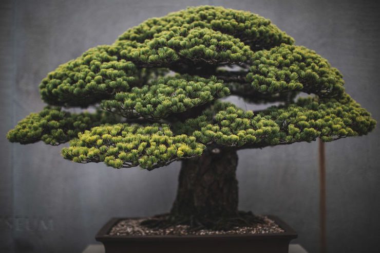 The Beauty And Diversity Of Bonsai Trees Documented By Stephen Voss