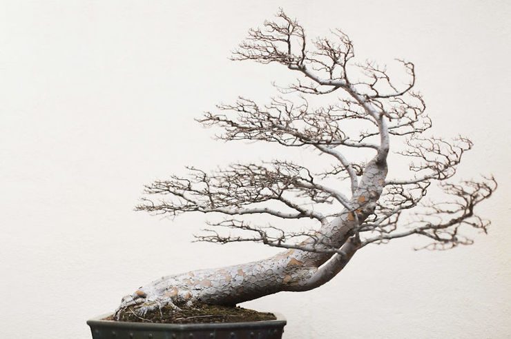 The Beauty And Diversity Of Bonsai Trees Documented By Stephen Voss