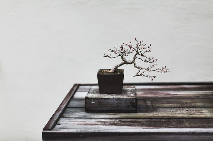 The Beauty And Diversity Of Bonsai Trees Documented By Stephen Voss