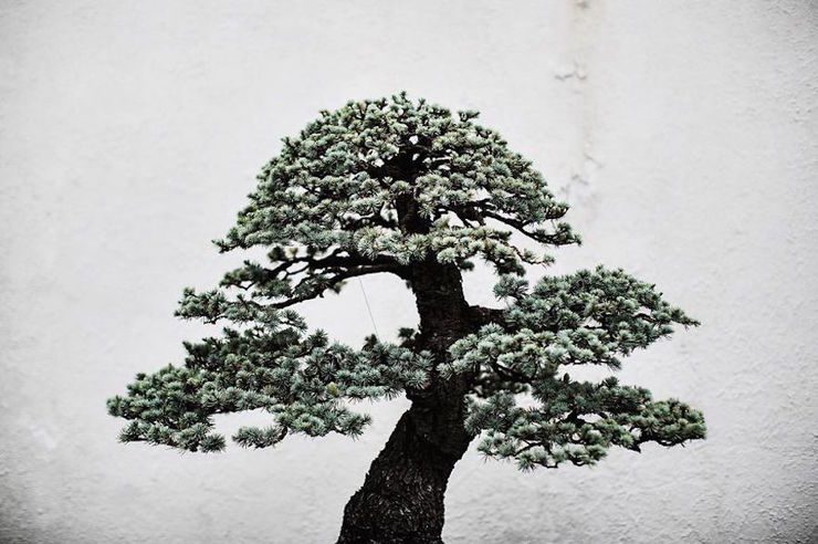 The Beauty And Diversity Of Bonsai Trees Documented By Stephen Voss