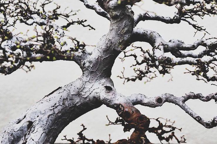 The Beauty And Diversity Of Bonsai Trees Documented By Stephen Voss