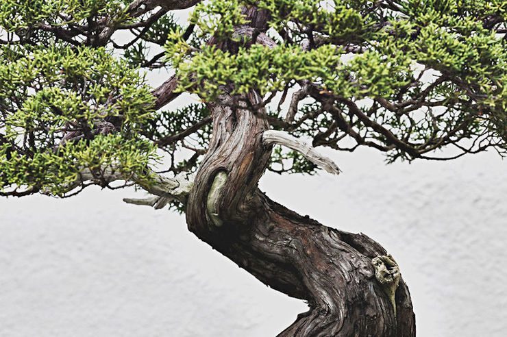 The Beauty And Diversity Of Bonsai Trees Documented By Stephen Voss