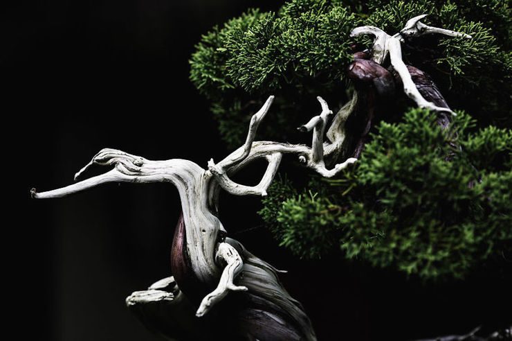 The Beauty And Diversity Of Bonsai Trees Documented By Stephen Voss