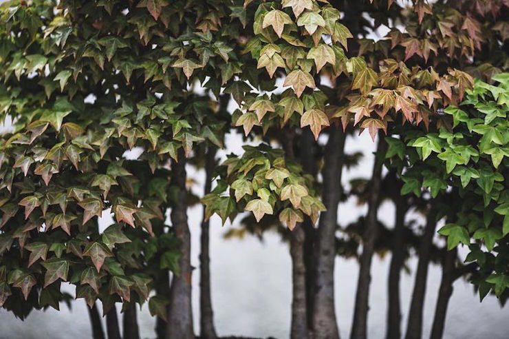 The Beauty And Diversity Of Bonsai Trees Documented By Stephen Voss