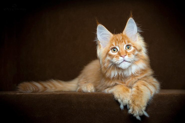 The Majestic Beauty Of Maine Coon Cats Photographed By Robert Sijka
