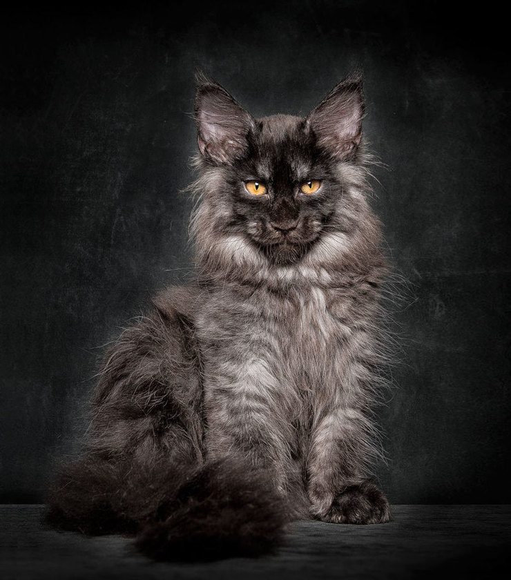 The Majestic Beauty Of Maine Coon Cats Photographed By Robert Sijka
