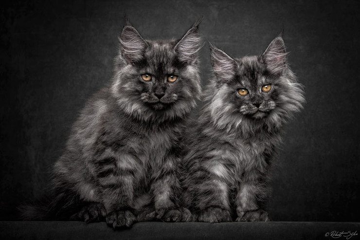 The Majestic Beauty Of Maine Coon Cats Photographed By Robert Sijka