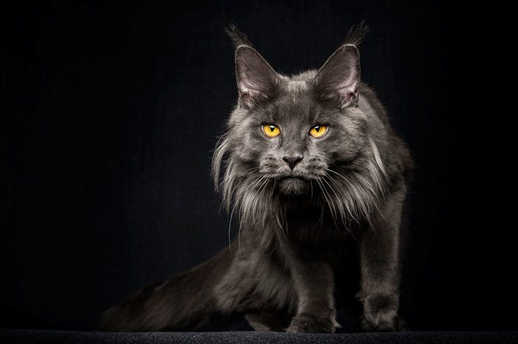 The Majestic Beauty Of Maine Coon Cats Photographed By Robert Sijka