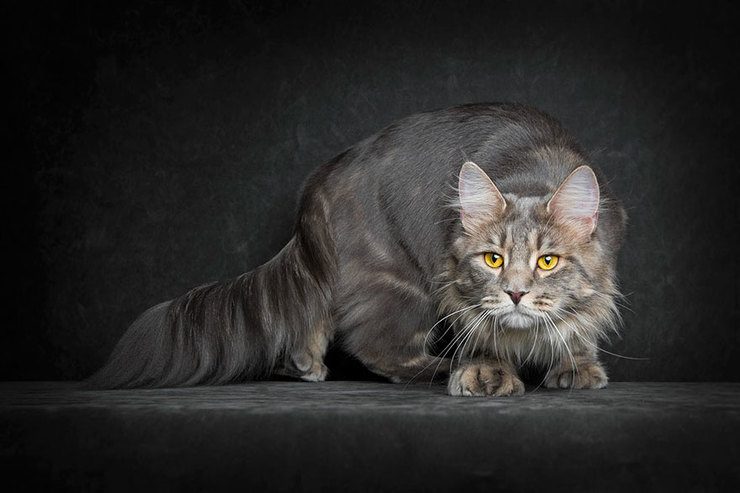 The Majestic Beauty Of Maine Coon Cats Photographed By Robert Sijka