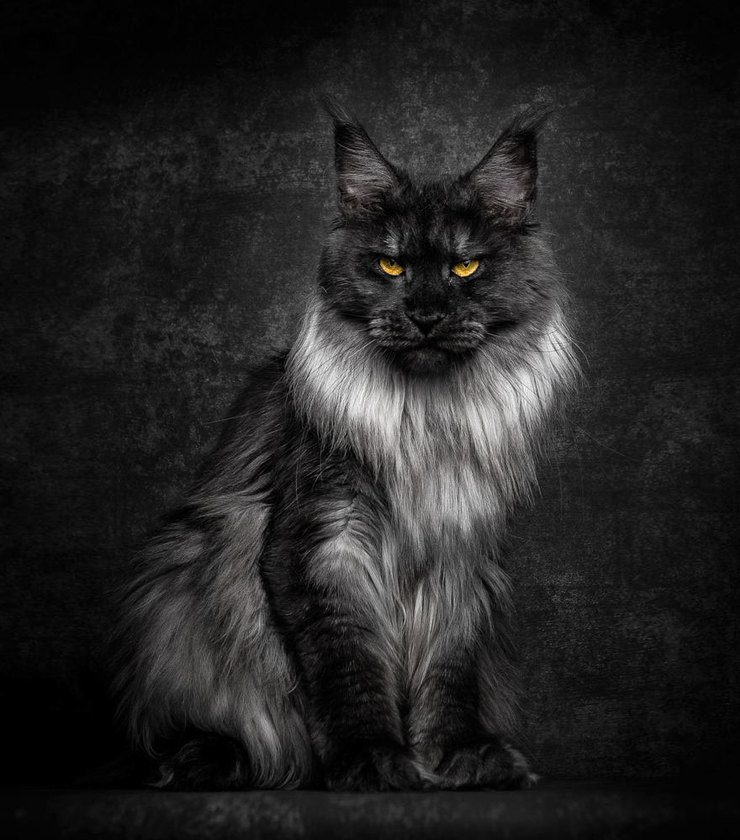 The Majestic Beauty Of Maine Coon Cats Photographed By Robert Sijka