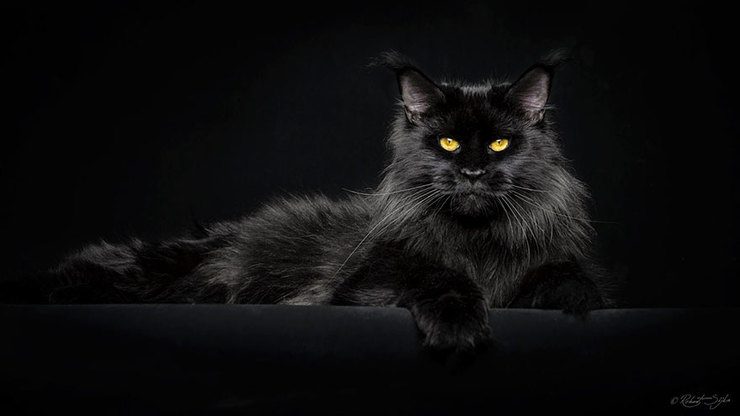 The Majestic Beauty Of Maine Coon Cats Photographed By Robert Sijka