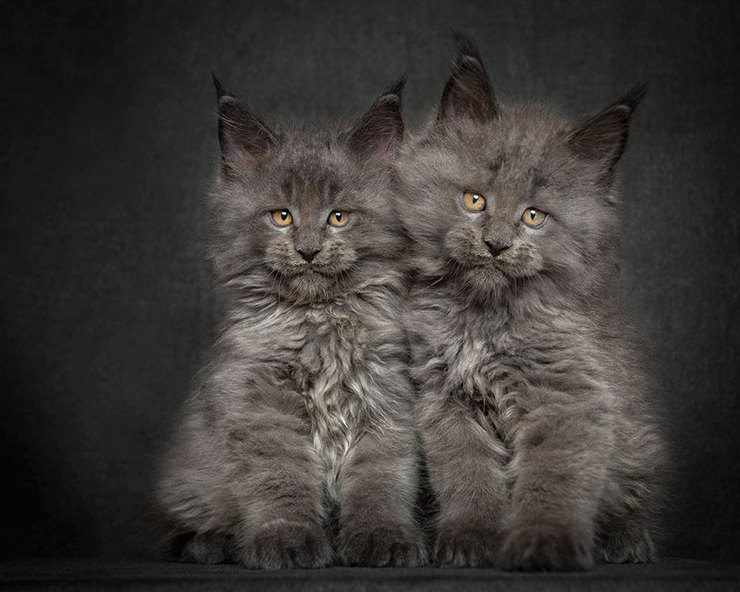 The Majestic Beauty Of Maine Coon Cats Photographed By Robert Sijka