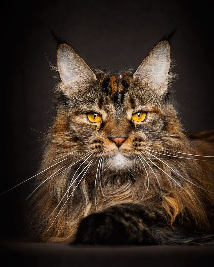 The Majestic Beauty Of Maine Coon Cats Photographed By Robert Sijka