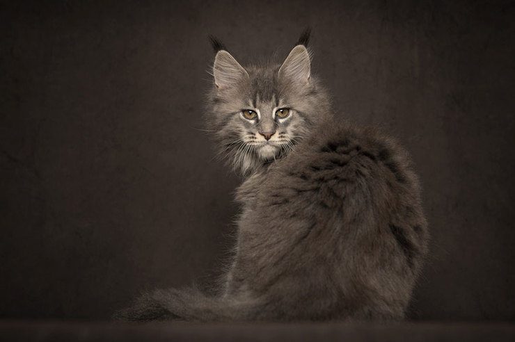 The Majestic Beauty Of Maine Coon Cats Photographed By Robert Sijka