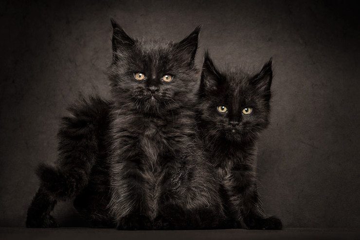 The Majestic Beauty Of Maine Coon Cats Photographed By Robert Sijka
