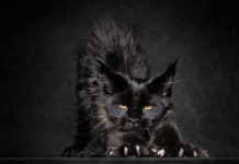 The Majestic Beauty Of Maine Coon Cats Photographed By Robert Sijka