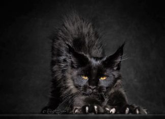 The Majestic Beauty Of Maine Coon Cats Photographed By Robert Sijka