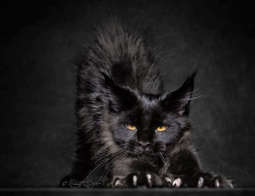 The Majestic Beauty Of Maine Coon Cats Photographed By Robert Sijka