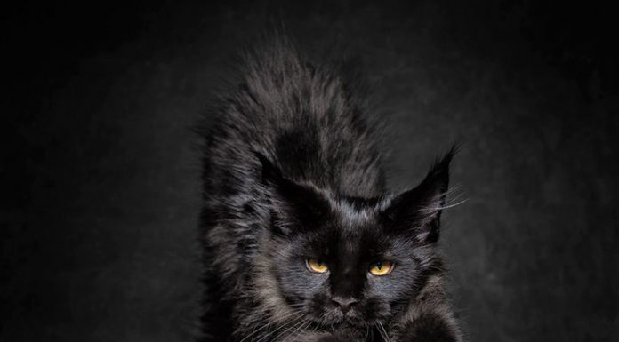 The Majestic Beauty Of Maine Coon Cats Photographed By Robert Sijka