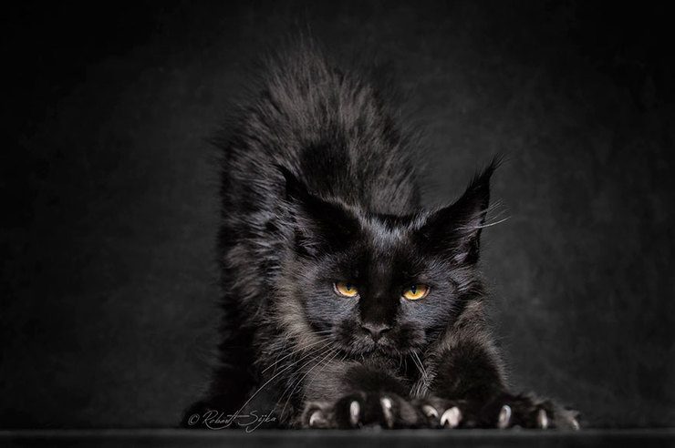 The Majestic Beauty Of Maine Coon Cats Photographed By Robert Sijka