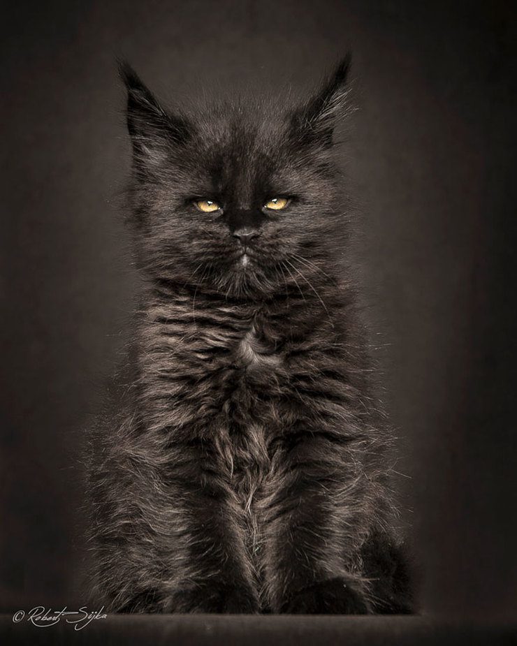 The Majestic Beauty Of Maine Coon Cats Photographed By Robert Sijka