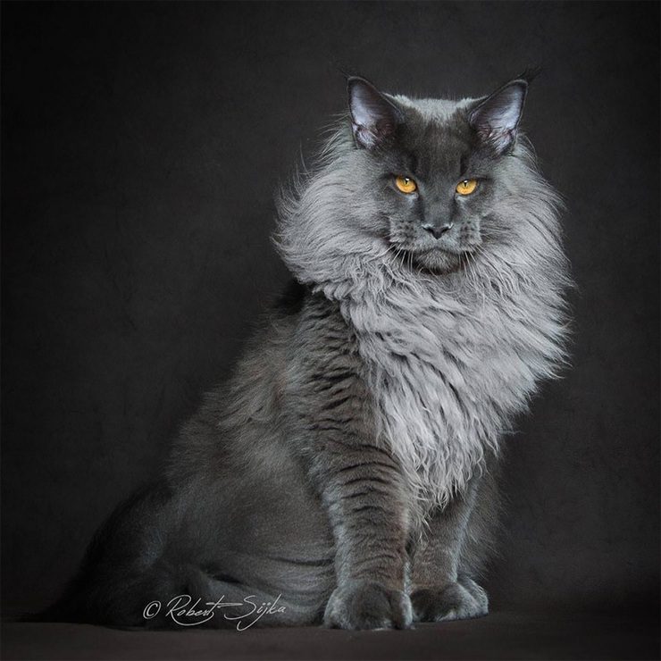 The Majestic Beauty Of Maine Coon Cats Photographed By Robert Sijka