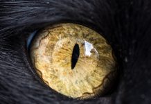 Fascinating Macro Photos of Cats' Eyes by Andrew Marttila