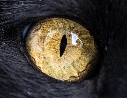 Fascinating Macro Photos of Cats' Eyes by Andrew Marttila