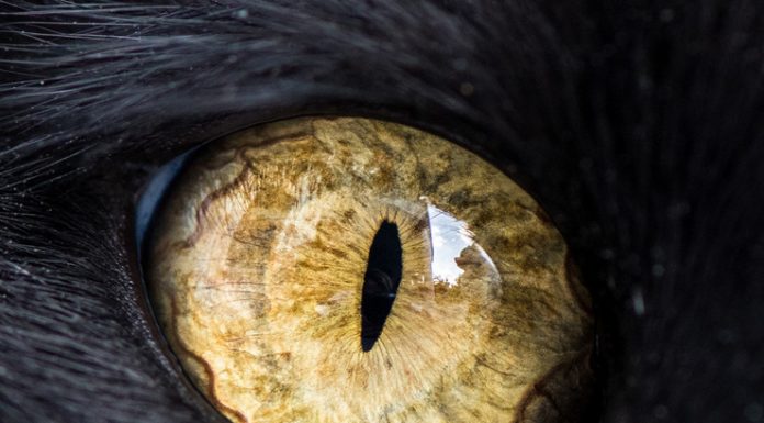 Fascinating Macro Photos of Cats' Eyes by Andrew Marttila