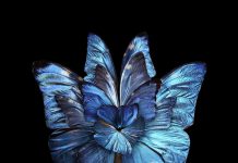 Mimesis: Insect Wings Arranged to Look Like Blooming Flowers