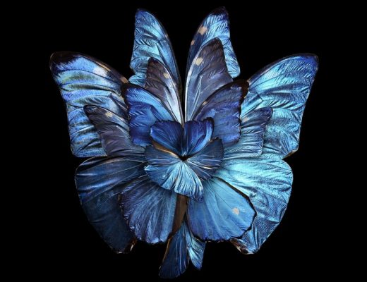 Mimesis: Insect Wings Arranged to Look Like Blooming Flowers