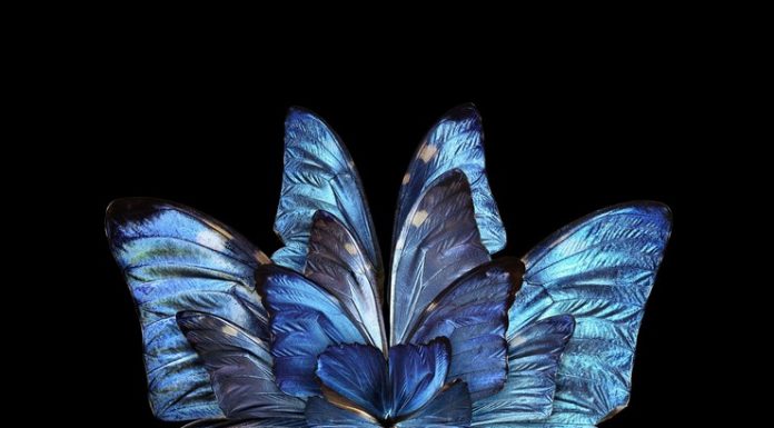 Mimesis: Insect Wings Arranged to Look Like Blooming Flowers