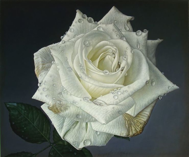 Delicate hyper-realistic paintings of roses by Gioacchino Passini