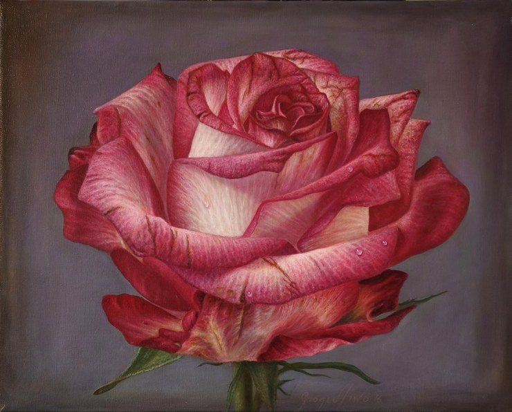 Delicate hyper-realistic paintings of roses by Gioacchino Passini