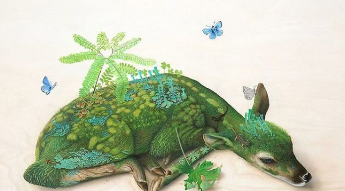 Surreal Nature Illustrations by Tiffany Bozic
